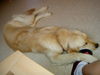Golden Retriever Foto: Luna im Juli 2004 (ID 37249) Golden Retriever Hund