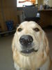 Golden Retriever Foto: die Luna im Juli 2004 (ID 37129) Golden Retriever Hund