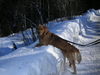 Golden Retriever Foto: Bruno (1J.) im Winterurlaub (ID 29243) Golden Retriever Hund