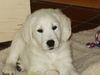 Golden Retriever Foto: Balou (ID 17186) Golden Retriever Hund