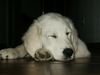 Golden Retriever Foto: Balou beim Schlafen (ID 17422) Golden Retriever Hund