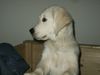 Golden Retriever Foto: Balou neugirig bin ich auch !!! (ID 17423) Golden Retriever Hund