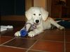 Golden Retriever Foto: Balou mit seinem Lieblingsspielzeug (ID 17424) Golden Retriever Hund