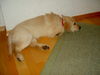 Golden Retriever Foto: Ja, das is unsere Luna, als sie noch klein war...:-) (ID 37128) Golden Retriever Hund