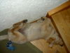 Golden Retriever Foto: Luna im März 2004 (ID 37250) Golden Retriever Hund