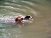 Golden Retriever Foto: Charly/Aica.Komm ich helf Dir! (ID 25125) Golden Retriever Hund