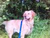 Golden Retriever Foto: Das ist meine Patenhündin Anna! (ID 33831) Golden Retriever Hund
