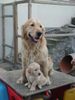 Golden Retriever Foto: Atos mit Nichte (ID 16634) Golden Retriever Hund