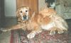 Golden Retriever Foto: Paul mit seinem Freund (ID 11123) Golden Retriever Hund