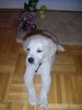 Golden Retriever Foto: Phoebe (ID 25427) Golden Retriever Hund