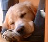 Golden Retriever Hund