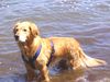 Golden Retriever Foto: Nana und ihr liebstes Hobby (ID 22687) Golden Retriever Hund