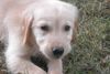Golden Retriever Foto: Das ist Ricky mit 8 Wochen (ID 6666) Golden Retriever Hund