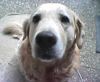 Golden Retriever Foto: Bobby (ID 10827) Golden Retriever Hund