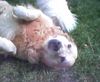 Golden Retriever Foto: Bobby \ (ID 10828) Golden Retriever Hund