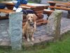 Golden Retriever Foto: Piper inm Heidepark(ich will auch mal fahren) (ID 2810) Golden Retriever Hund