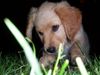 Golden Retriever Foto: Piper 2,5 Monate (ID 2808) Golden Retriever Hund