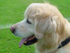 Golden Retriever Foto: RICKY VON AVALON (ID 37328) Golden Retriever Hund