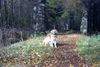 Golden Retriever Hund