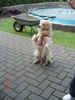 Golden Retriever Foto: Chicco (ID 11380) Golden Retriever Hund