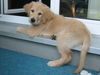 Golden Retriever Foto: Baxter (ID 37251) Golden Retriever Hund