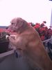 Golden Retriever Foto: Rocky sieht alles! (ID 15052) Golden Retriever Hund
