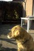 Golden Retriever Foto: Ronja Räubertocher, 10 Jahre (ID 6644) Golden Retriever Hund