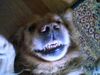 Golden Retriever Foto: Grins*** (ID 12332) Golden Retriever Hund