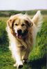 Golden Retriever Foto: Rufus nicht zu bremsen... (ID 21233) Golden Retriever Hund