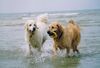 Golden Retriever Foto: Rufus in seinem Element (ID 21234) Golden Retriever Hund