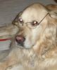 Golden Retriever Foto: nochnie nen schlauen Hund gesehen... (ID 21269) Golden Retriever Hund