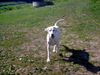 Golden Retriever Foto: Retriever Mix Spike (ID 33044) Golden Retriever Hund