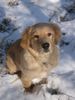 Golden Retriever Foto: Diego (ID 19864) Golden Retriever Hund