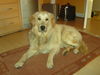 Golden Retriever Foto: Mira (ID 39113) Golden Retriever Hund