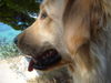 Golden Retriever Foto: Mira in Kroatien (ID 39863) Golden Retriever Hund