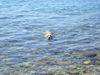 Golden Retriever Foto: Mira (ID 40064) Golden Retriever Hund