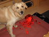 Golden Retriever Foto: Mira (ID 40826) Golden Retriever Hund