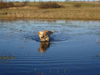 Golden Retriever Foto: Mira (ID 40844) Golden Retriever Hund