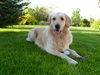Golden Retriever Foto: Mira 2 J. (ID 41939) Golden Retriever Hund