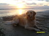 Golden Retriever Hund