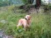 Golden Retriever Hund