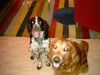 Golden Retriever Foto: Münsterländer Spooky und Retriever Sam die besten Freunde (ID 2330) Golden Retriever Hund