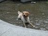 Golden Retriever Hund