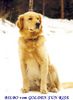 Golden Retriever Foto: Bilbo vom Golden Sunrise (ID 2803) Golden Retriever Hund