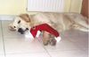 Golden Retriever Foto: Merlin-Weihnachten ist vorbei..... (ID 8751) Golden Retriever Hund