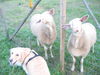 Golden Retriever Foto: Verwandschaft treffen (ID 35368) Golden Retriever Hund