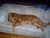 Golden Retriever Foto: Brodie der Kanadier (ID 8757) Golden Retriever Hund