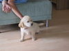 Golden Retriever Foto (ID 38923) Golden Retriever Hund