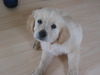 Golden Retriever Foto: Selina 8 Wochen Alt (ID 38798) Golden Retriever Hund