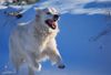 Golden Retriever Hund